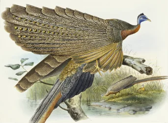 Phadianidae. Argusianus Grayli, 1870-1872